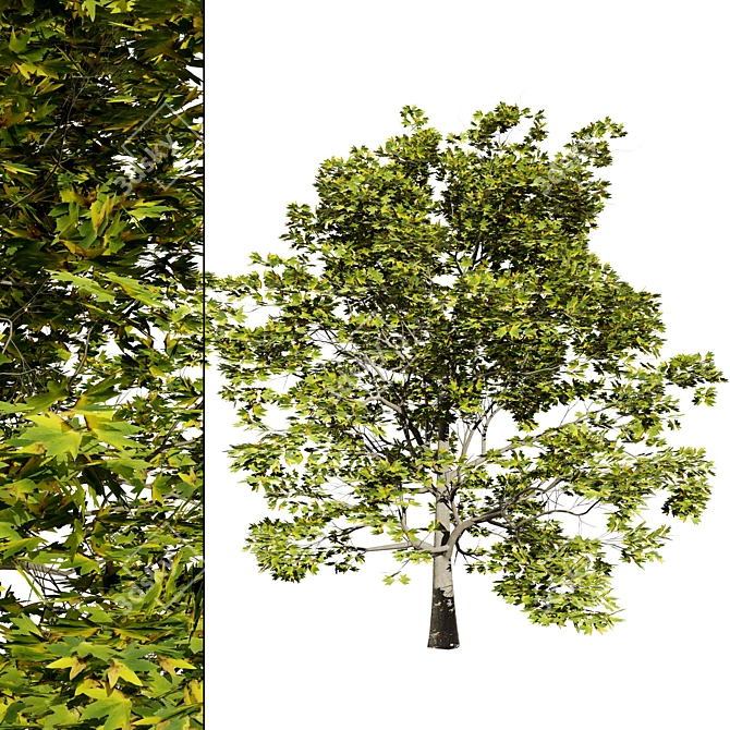 Detailed Plane Tree 3D Model 3D model image 1