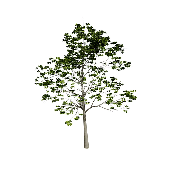 Detailed Plane Tree 3D Model 3D model image 3