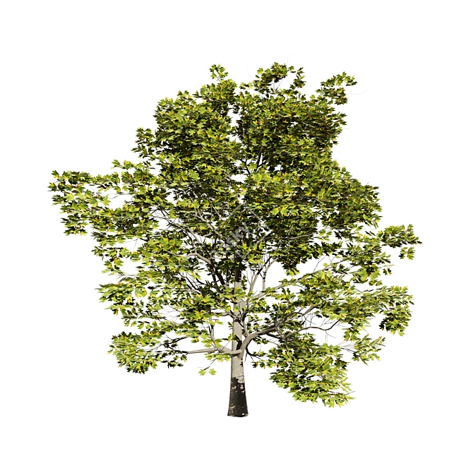 Detailed Plane Tree 3D Model 3D model image 4