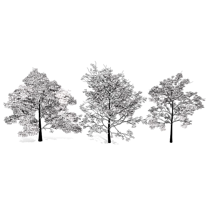 Detailed Plane Tree 3D Model 3D model image 7