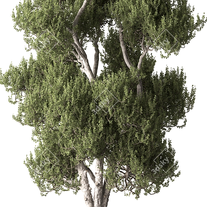Succulent Trio Set 338 3D model image 2
