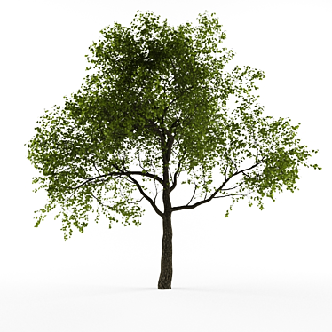 Houseplant Verdun Green
