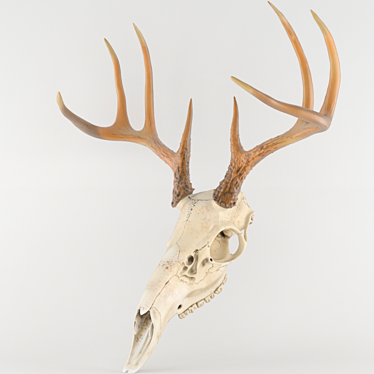 Deer deer skull scull