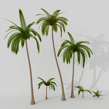 Palms