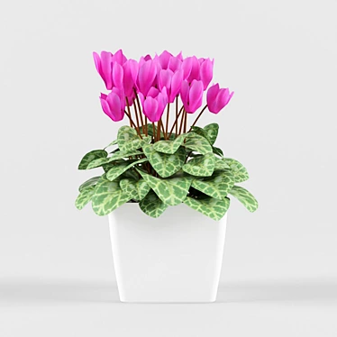 Blooming Beauty: Cyclamen Flower 3D model image 1 