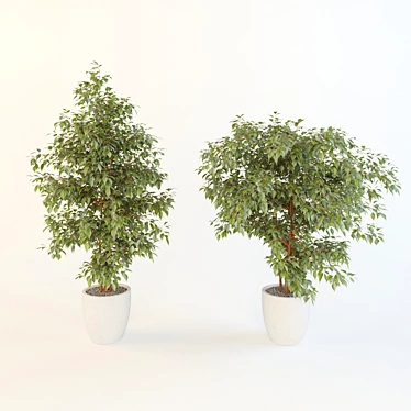 Lush Ficus Plant 3D model image 1 