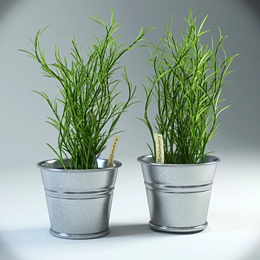  Aromatic Rosemary Pot Plant 3D model image 1 