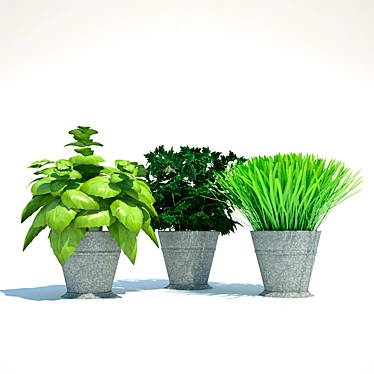 Kitchen Plants: 331K Poly, 216K Verts 3D model image 1 