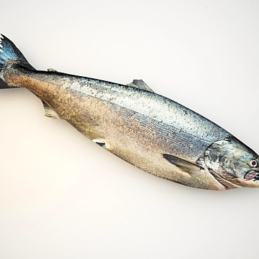 Premium Fresh Raw Salmon 3D model image 1 