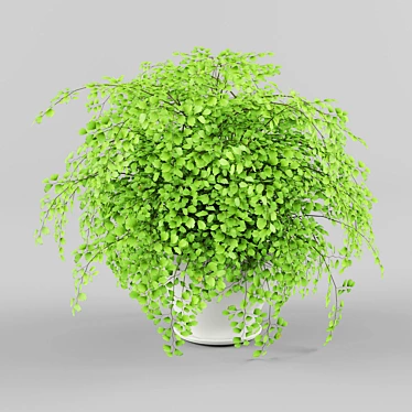 Adiantum Fragrantum: Exquisite Fern for your Home 3D model image 1 