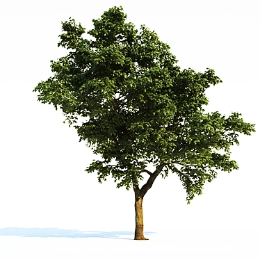 Large Area-Ready Tree Collection 3D model image 1 