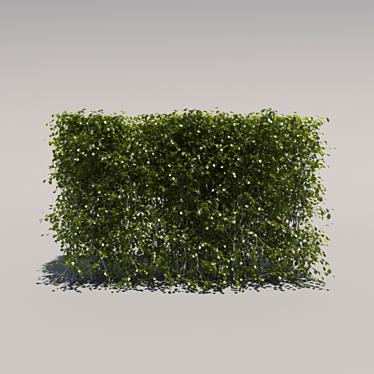 Trimmed Low Bush 3D model image 1 