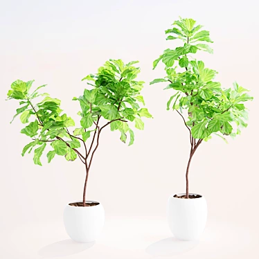 Elegant Ficus Lyrata Plant Accent 3D model image 1 