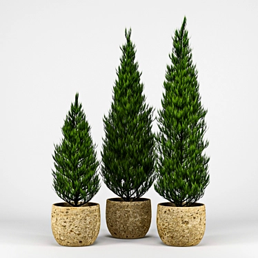 Realistic Thuja Tree 3D Model 3D model image 1 