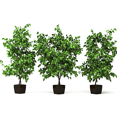 Versatile Ficus: 3 Stunning Varieties 3D model image 1 