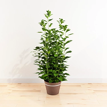 Potted Plant: №4 3D model image 1 