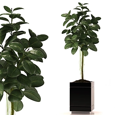 Green Life Rubber Plant - Size 22 3D model image 1 