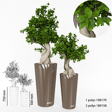 Elegant Ficus Bansai Duo 3D model image 1 