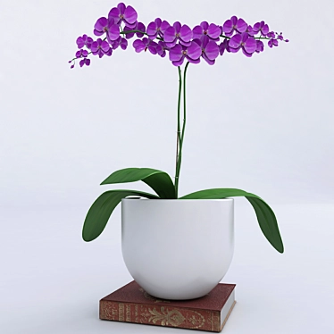 Houseplant Black Bean