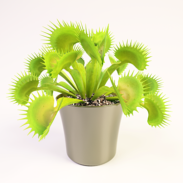 Petite Venus Flytrap - 22cm 3D model image 1 