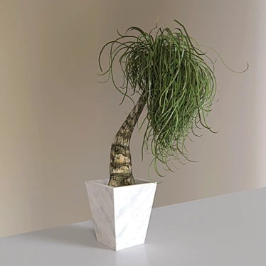 Lush Ponytail Palm - Perfect for Indoor Decor 3D model image 1 