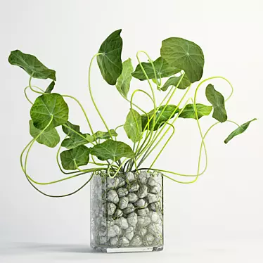 Natural Green Decorative Plant 3D model image 1 