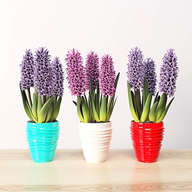 Hyacinth (Hyacinthus)