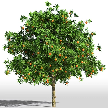 Tall & Lush Orange Tree 3D model image 1 