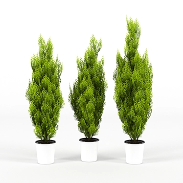 Evergreen Cupressus Wilma - 3D Plant Model 3D model image 1 