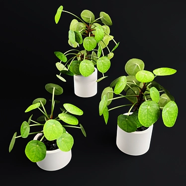 Lush Pilea Peperomioides Plant 3D model image 1 