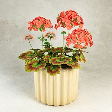 Blooming Geranium (Pelargonium) - 3D Model 3D model image 1 