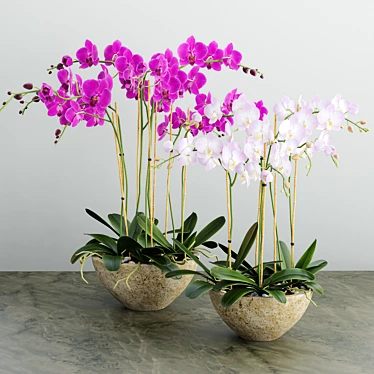 Exquisite Orchid 3D Model 3D model image 1 