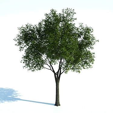  Majestic Common Tree - 11m Tall 3D model image 1 