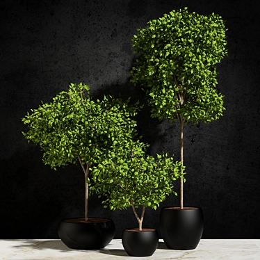 Natural Foliage: Ficus Benjamin 3D model image 1 