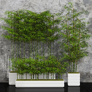 Minimalist Potted Bamboo Plant 3D model image 1 