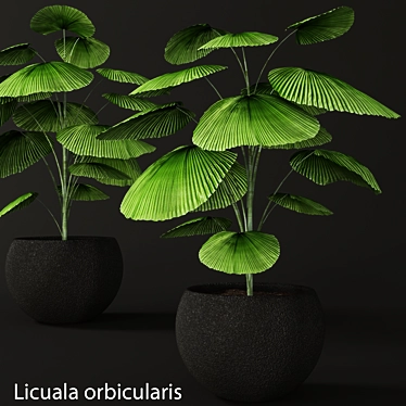 Rare Licuala Orbicularis: Beautify Your Space 3D model image 1 