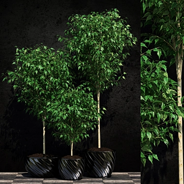 Lush Ficus Benjamin Plant: 2 Varieties 3D model image 1 