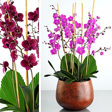 Exquisite Orchid 7: Stunning Flower, 3D Max and FBX Files 3D model image 1 