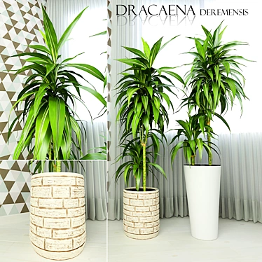 Exquisite Dracaena deremensis warnakii Plant 3D model image 1 