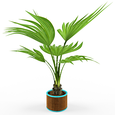 Plant_palm_vb