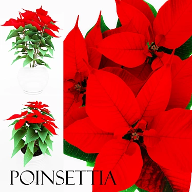 Festive Poinsettia - Christmas Blooms 3D model image 1 