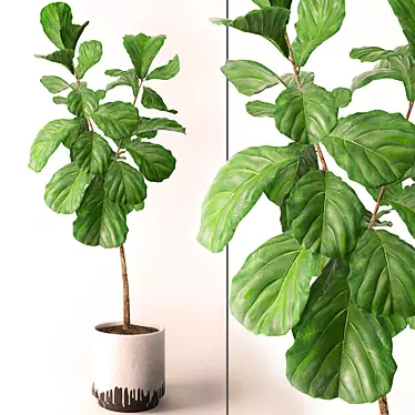 Exquisite Ficus Lyrata Model: 3DS Max & OBJ 3D model image 1 