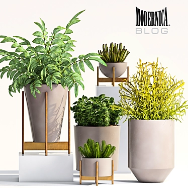 Modern Plant Set - 66 3D model image 1 