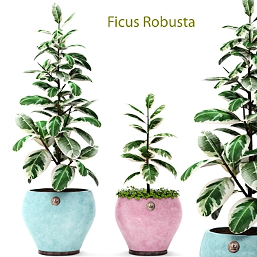 Stunning Ficus Robusta Set 1! 3D model image 1 