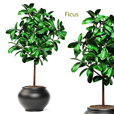 Lush Ficus Leafy Plant 3D model image 1 