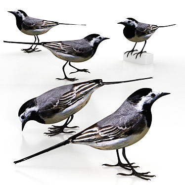 Elegant Urban Forager: White Wagtail 3D model image 1 