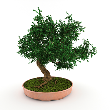 bonsai tree in pot