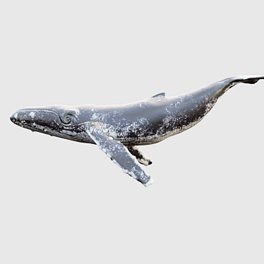 4K Grey Whale Sculpture 3D model image 1 