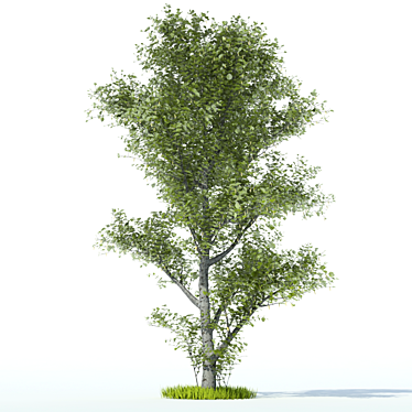 Elegant Aspen Tree 3D model image 1 