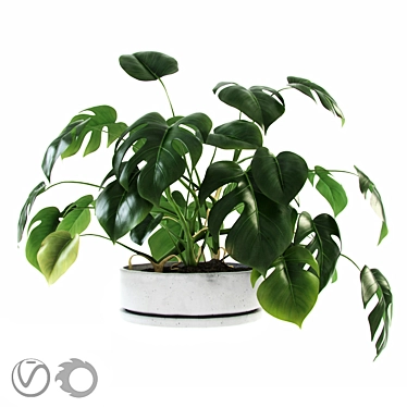 Houseplant Crusoe